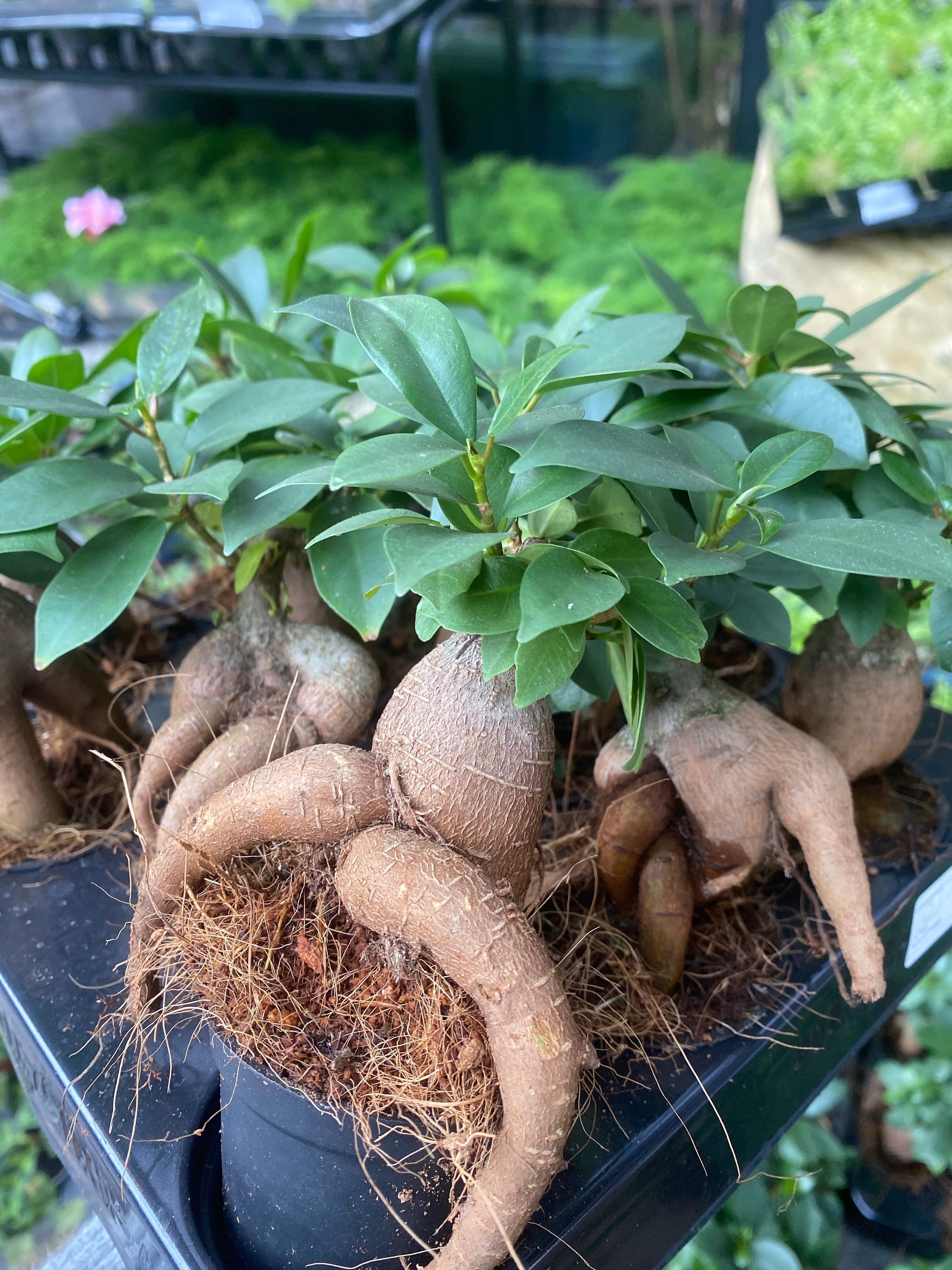 Ficus ginseng