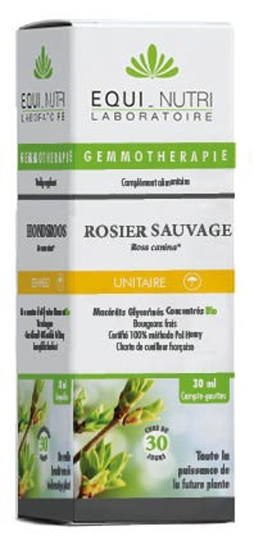 Rosier sauvage*