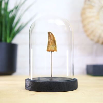 Leidyosuchus Crocodile Tooth Bell Jar Real Authentic Dinosaur Fossil Museum Quality Natural History Interior Design Home Decor Gift Ornament
