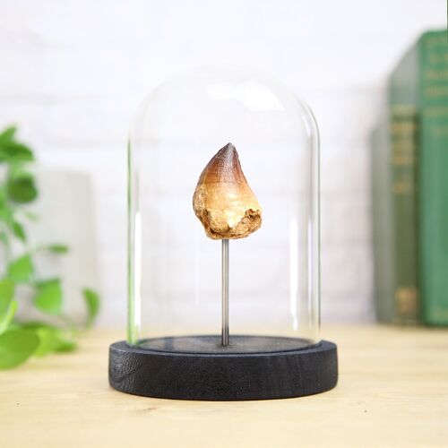 Small Mosasaurus Tooth Bell Jar Real Authentic Jurassic Dinosaur Fossil Museum Quality Natural History Interior Design Home Decor Ornament