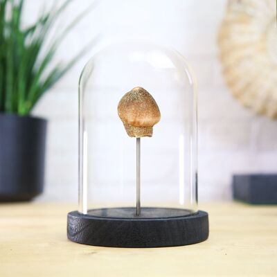 Campana de cristal con forma de diente de mosasaurio de Globidens, auténtico fósil de dinosaurio jurásico, calidad de museo, decoración de interiores de historia natural, adorno