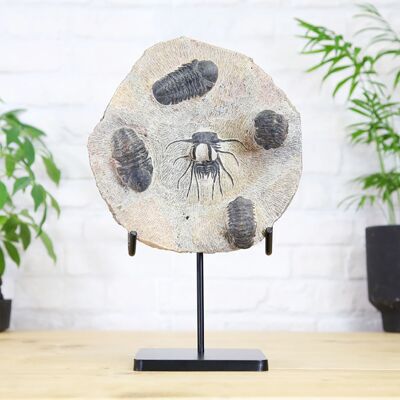 Colección de trilobites con cuernos y reedops Soporte de acero a medida Auténtico fósil de dinosaurio Diseño de interiores Decoración del hogar Exhibición Regalo Adorno