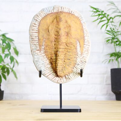 Fósil de trilobite a medida, soporte de acero, auténtico fósil de dinosaurio, historia natural, diseño de interiores, decoración del hogar, exhibición, regalo único, adorno