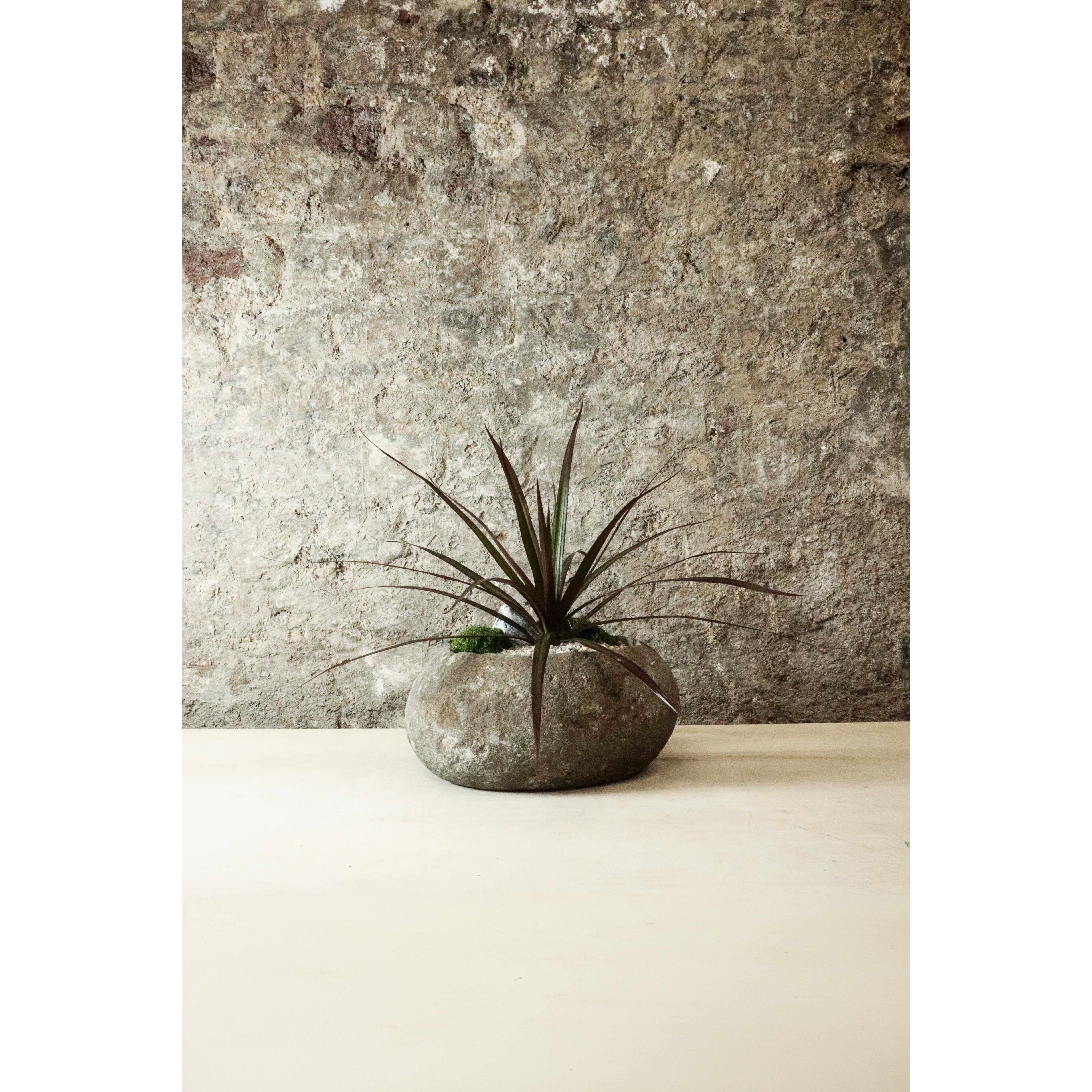 Indo Riverstone planté de Dracaena Marginata FR26