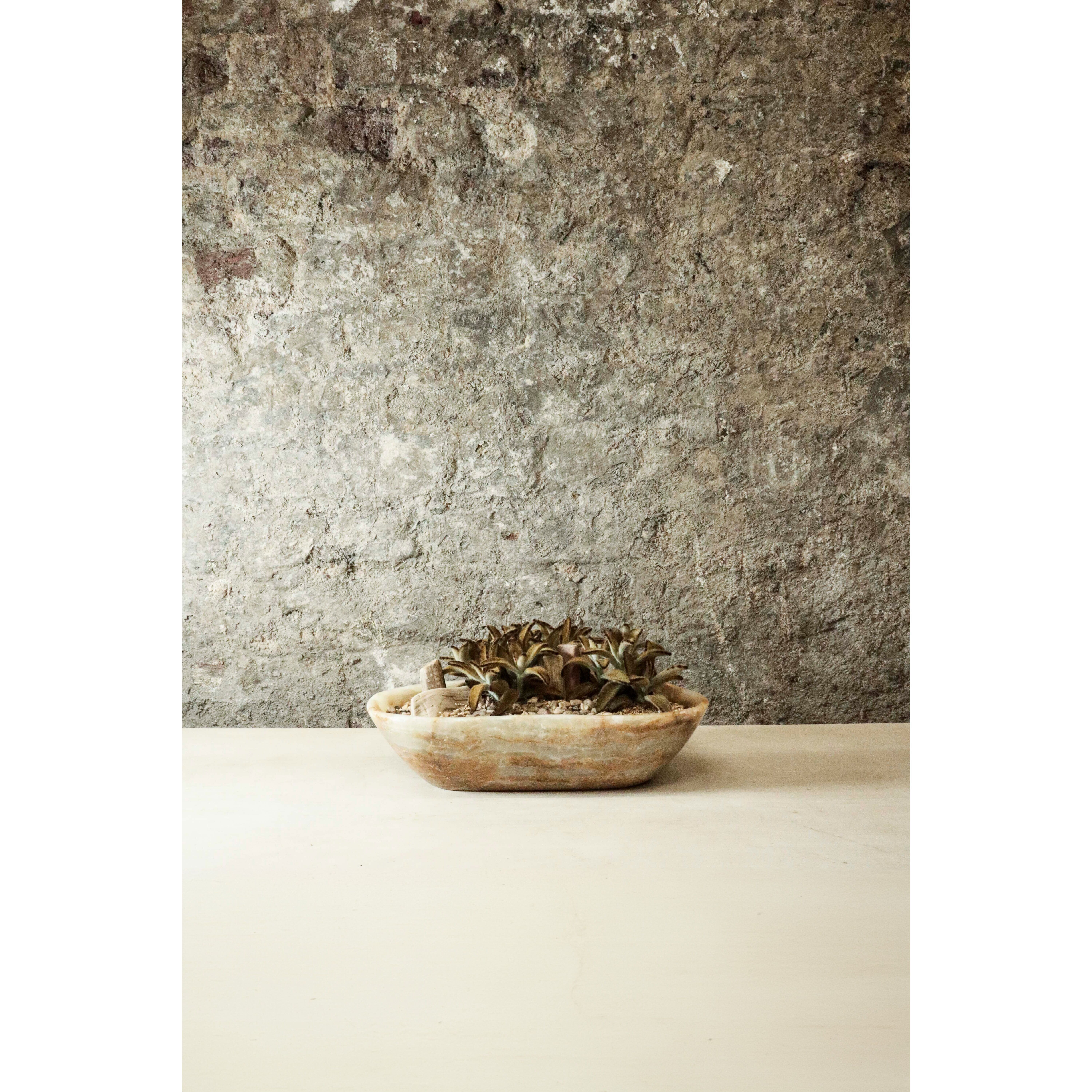 Jardin de plantes succulentes en onyx à bord lisse FR27