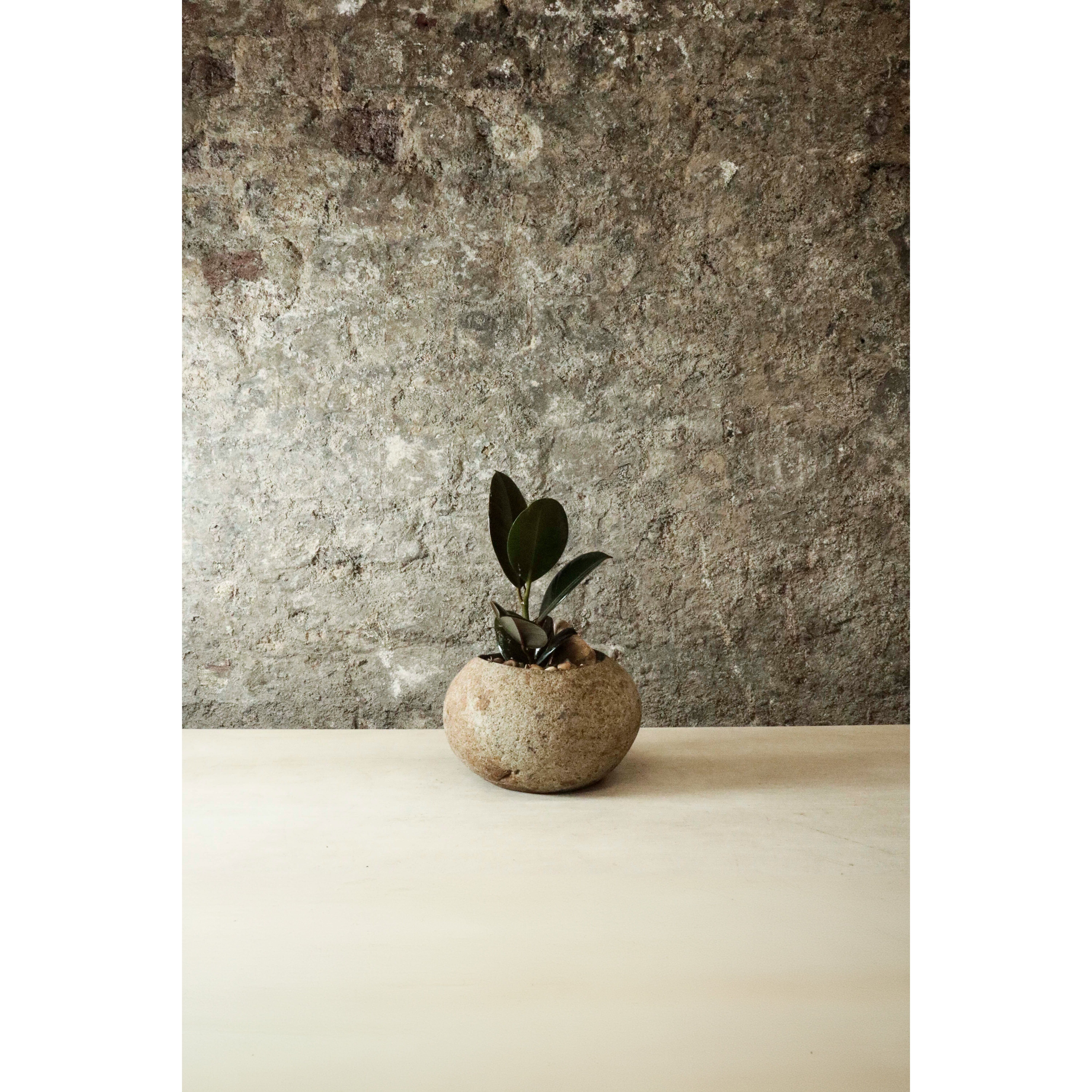 Indo Riverstone planté de Ficus Elastica FR28