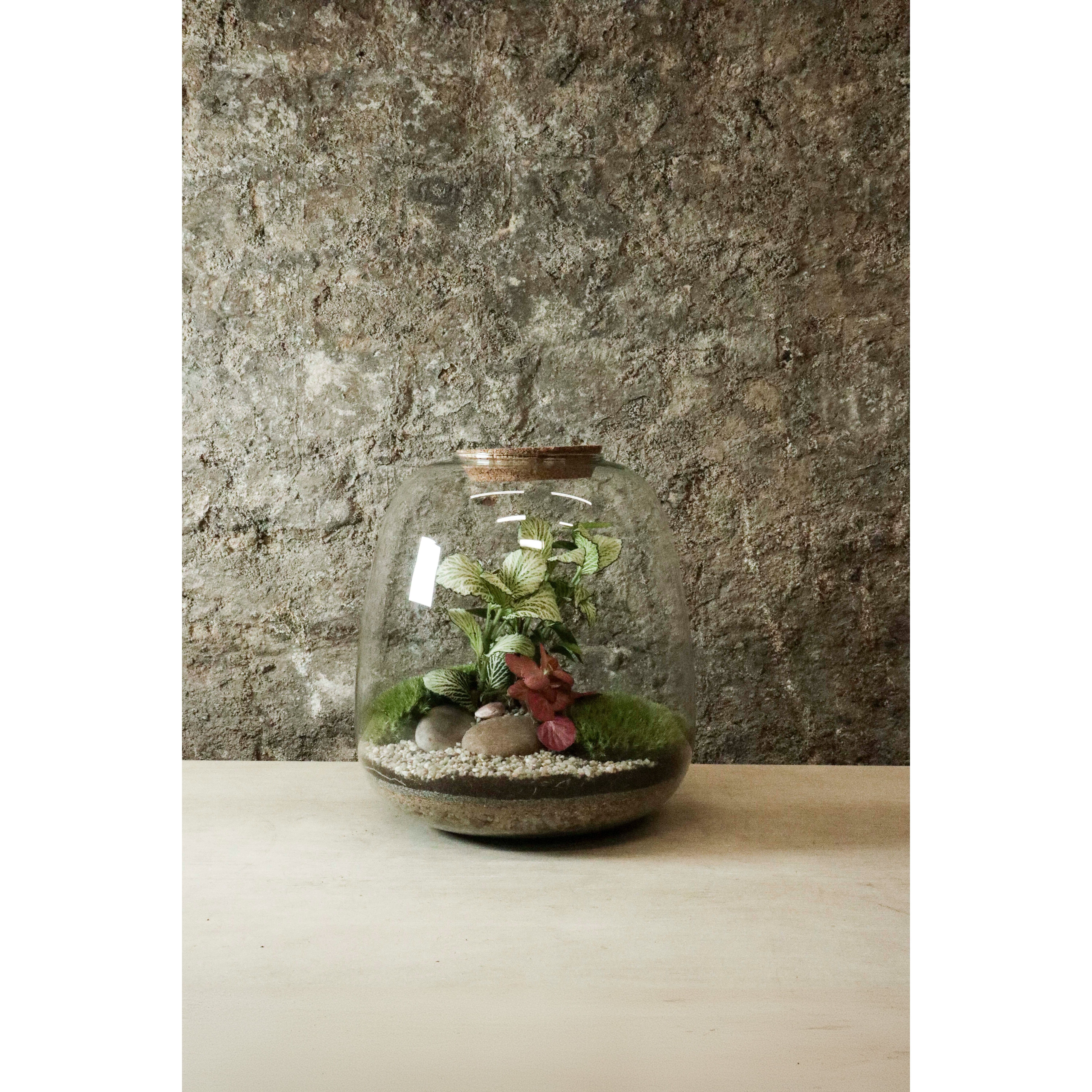 Terrarium Cloche 25x23cm FR29