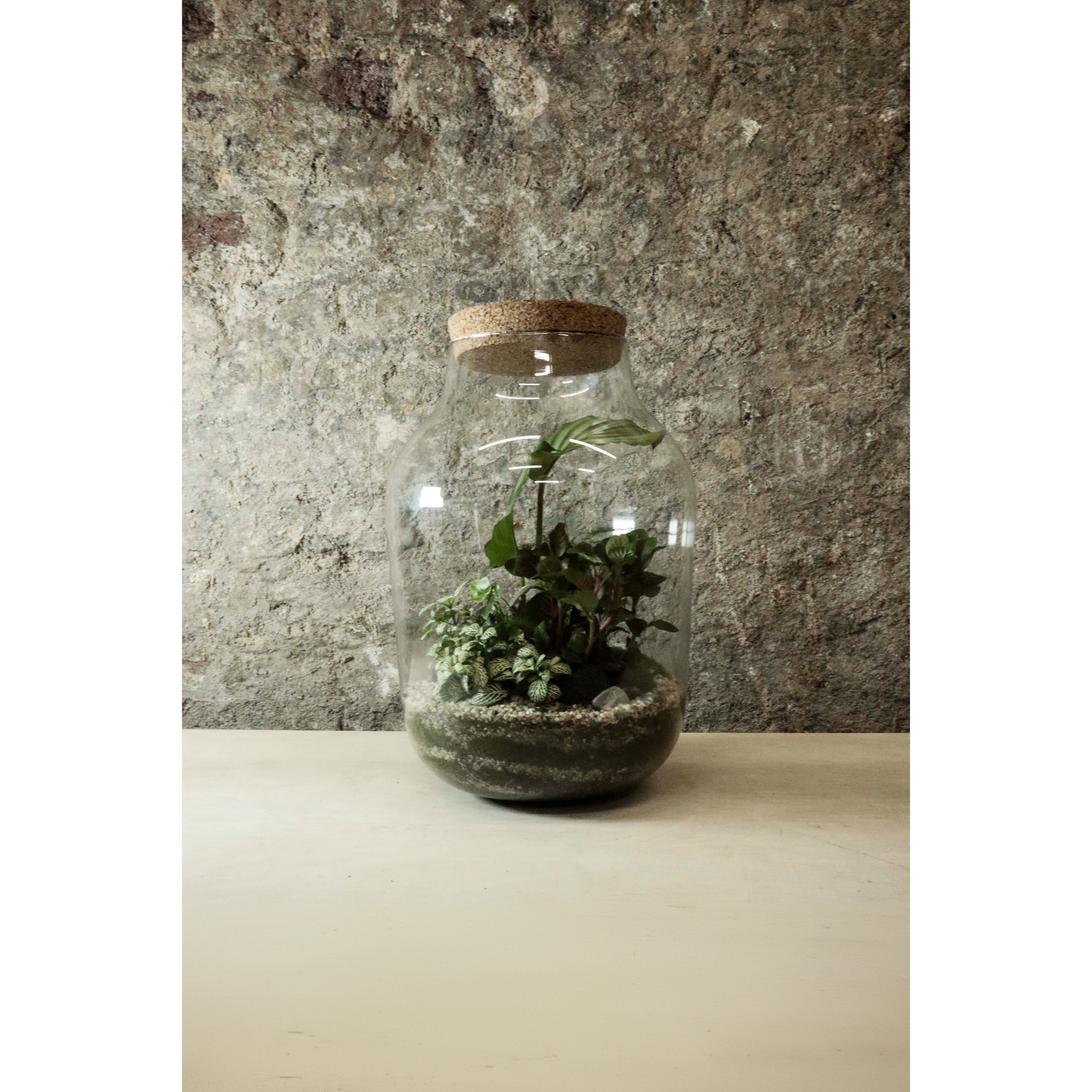 Terrarium Contemporain en Pot 40x27cm FR32