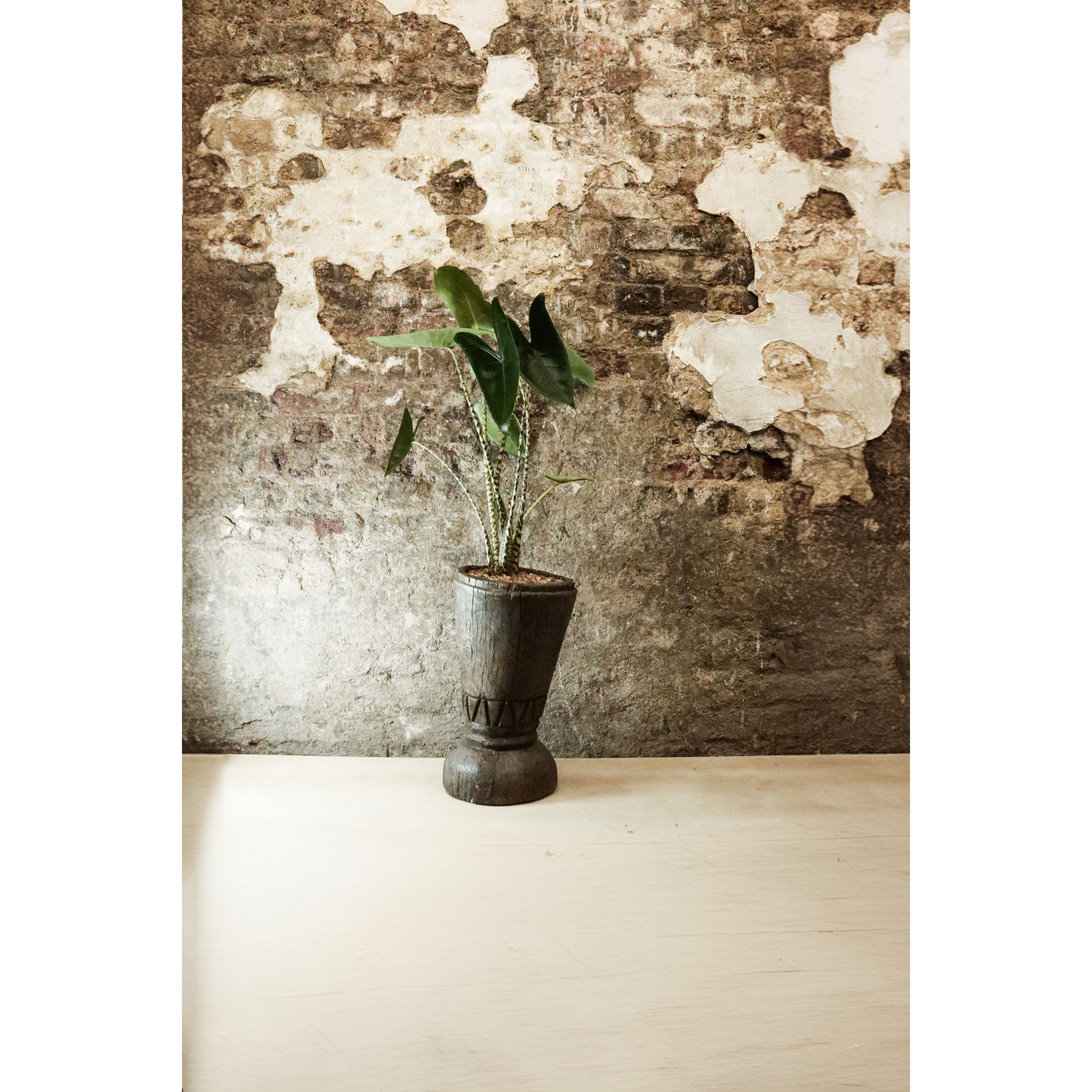 Vintage Grain Stomper piantato con Alocasia Zebrina FR37