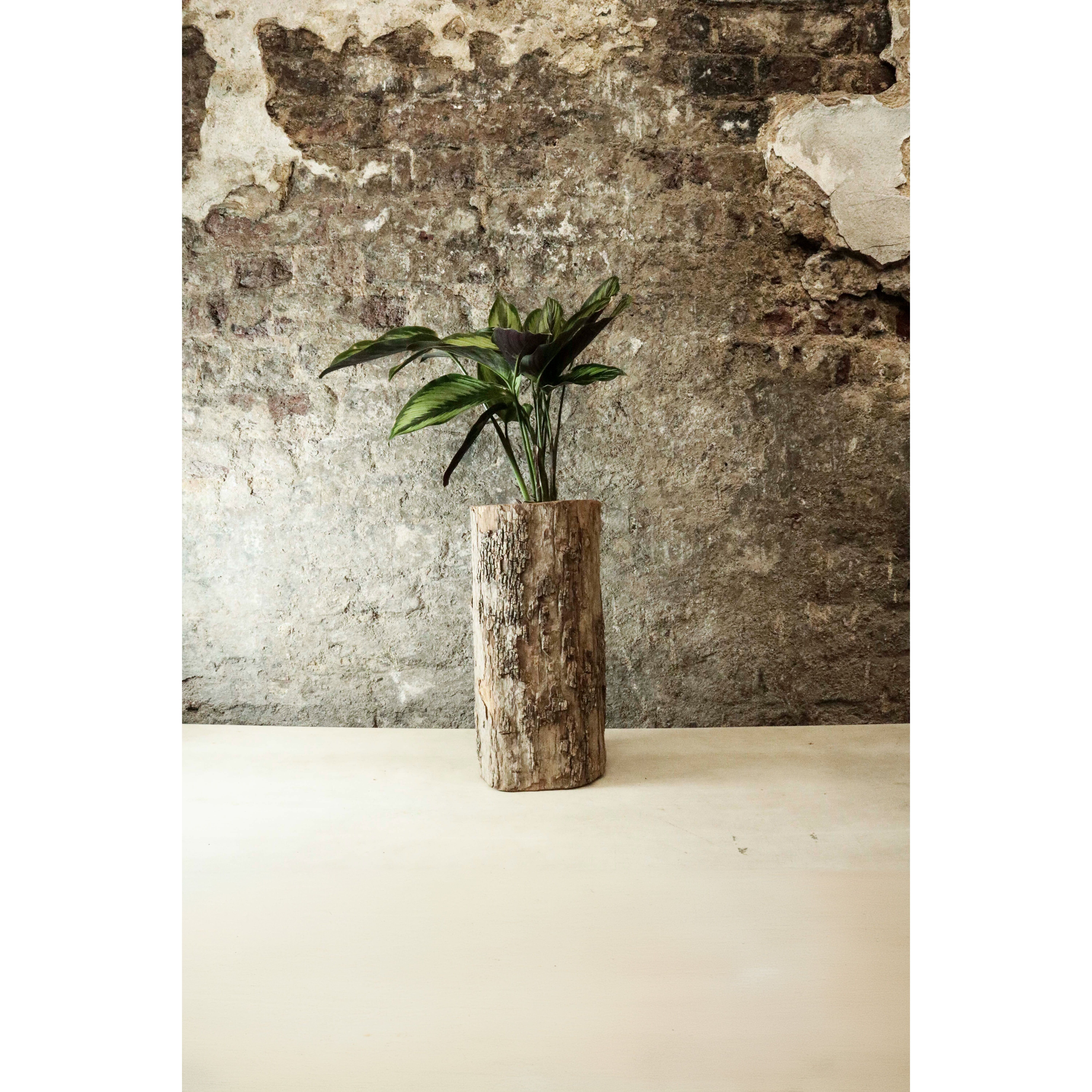 Zimbabwe Carved Bark Log planted with Calathea "Beauty Star" FR45