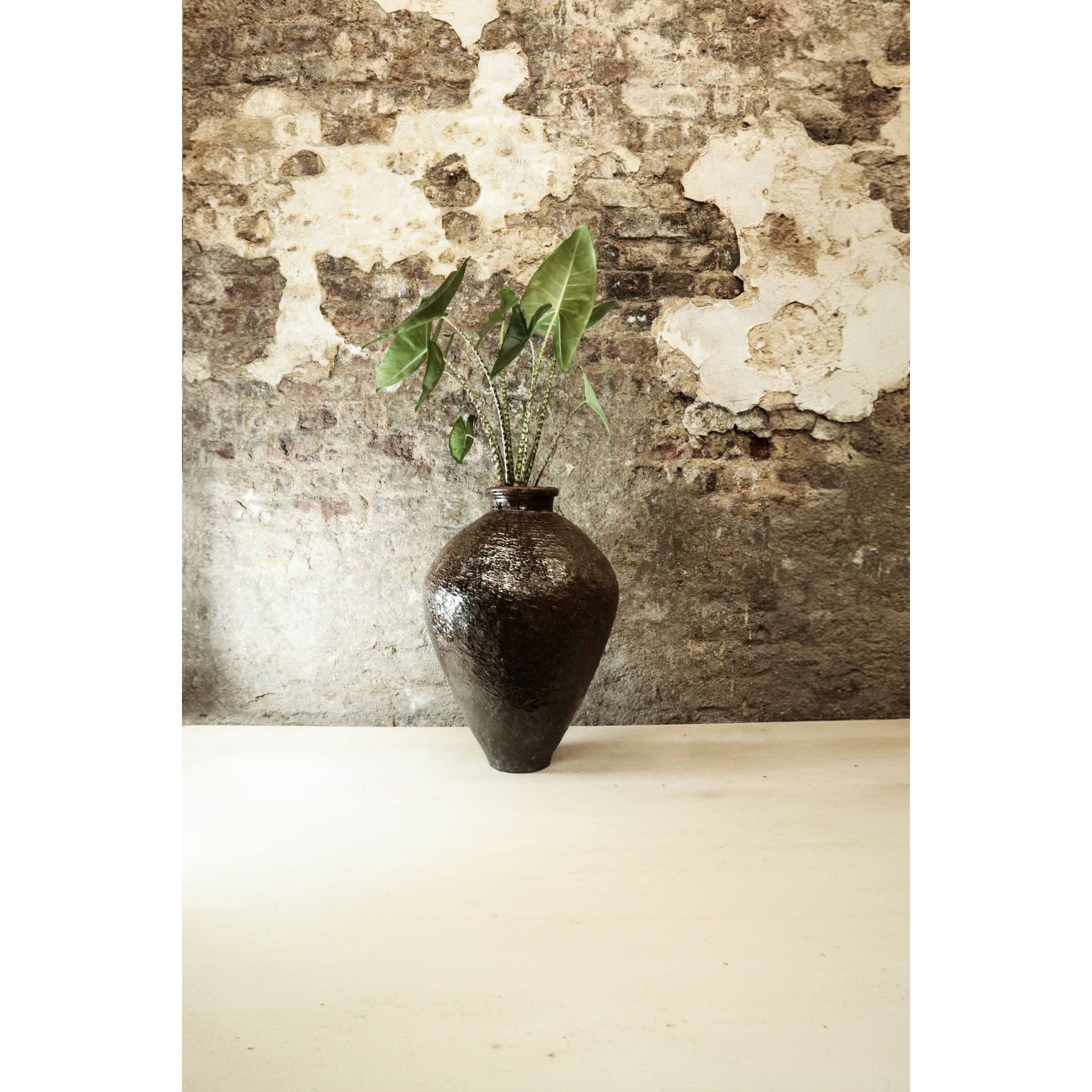 Vaso smaltato marrone vintage piantato con Alocasia Zebrina FR38