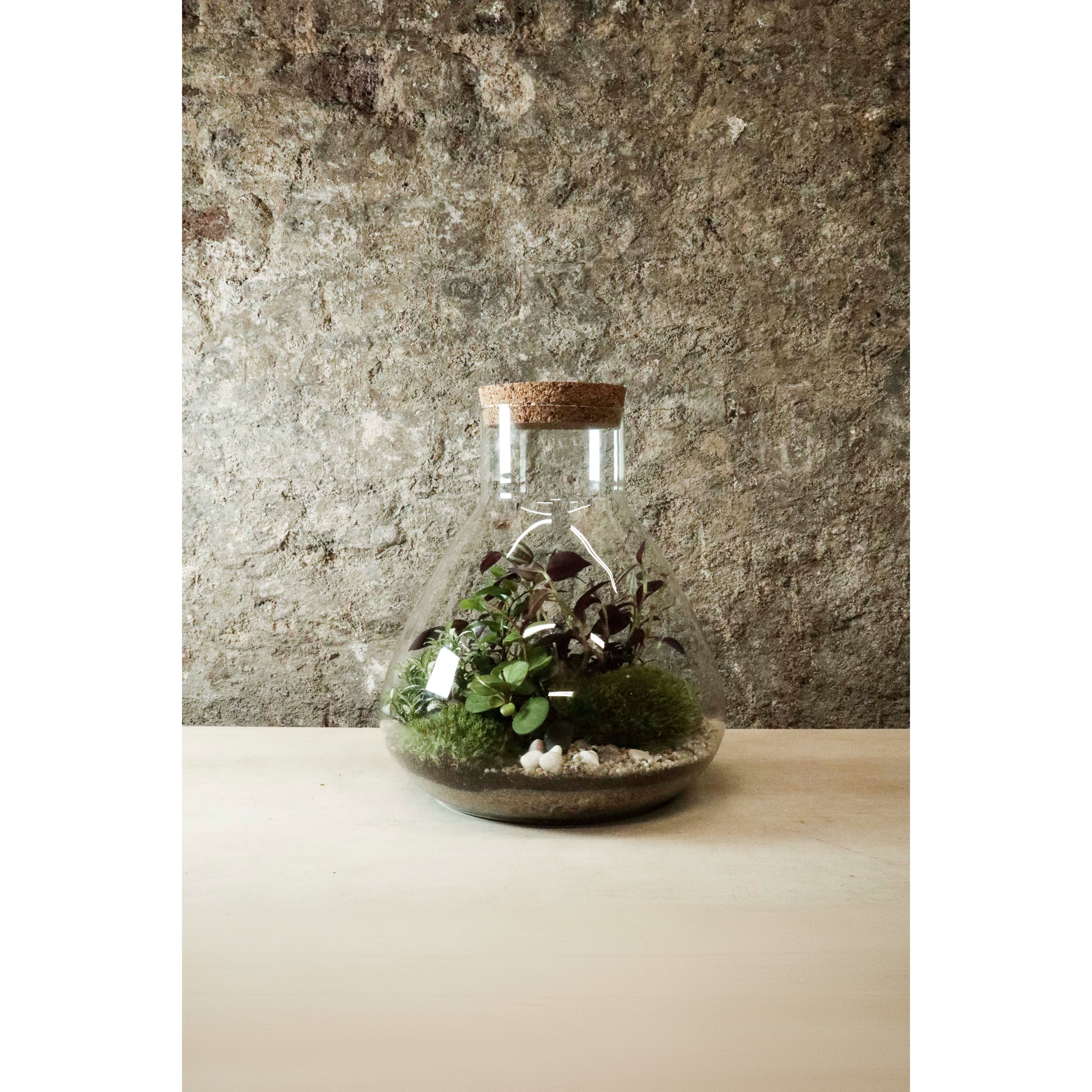 Terrario grande in barattolo da laboratorio 30x27cm FR35