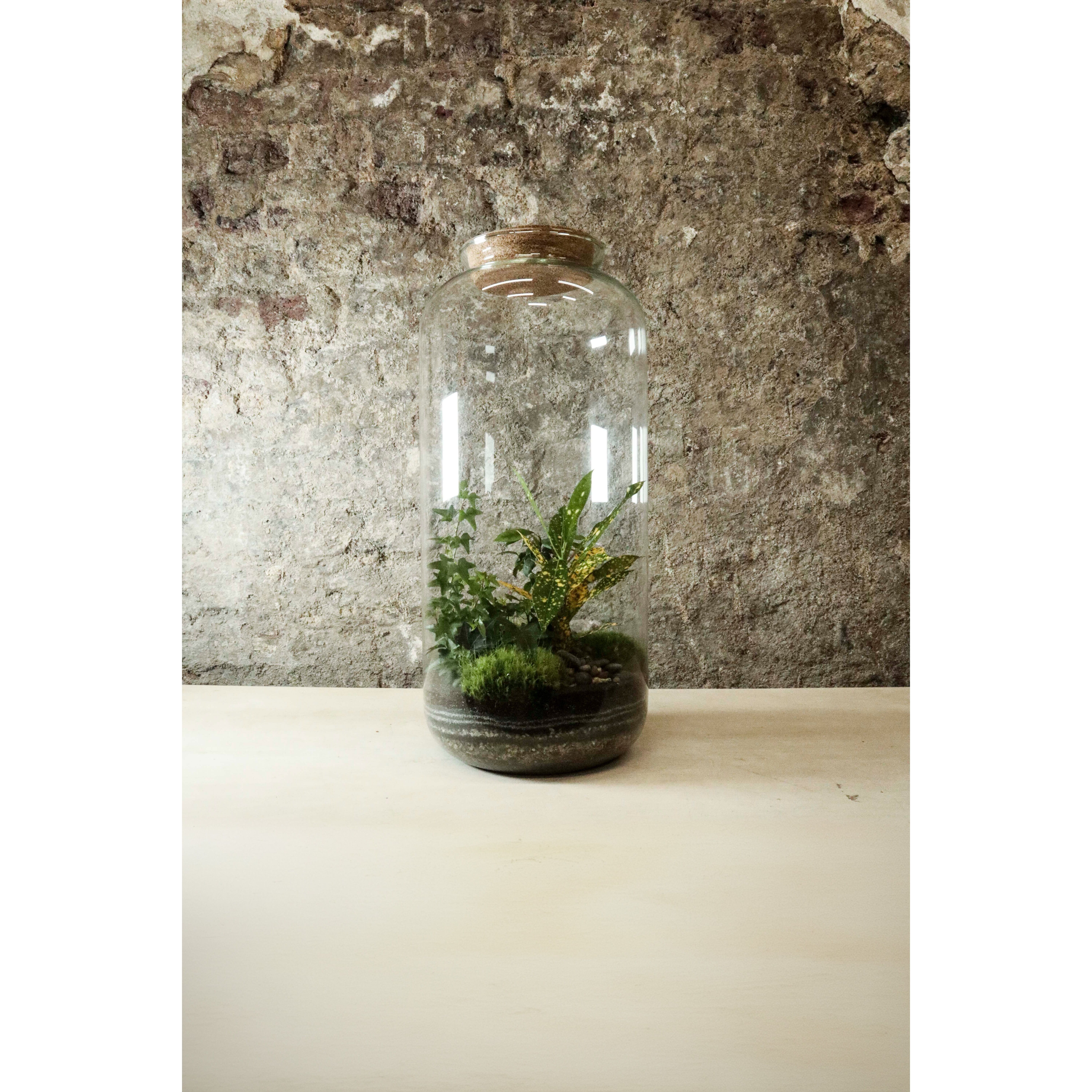 Terrario in barattolo alto 50x23cm FR36