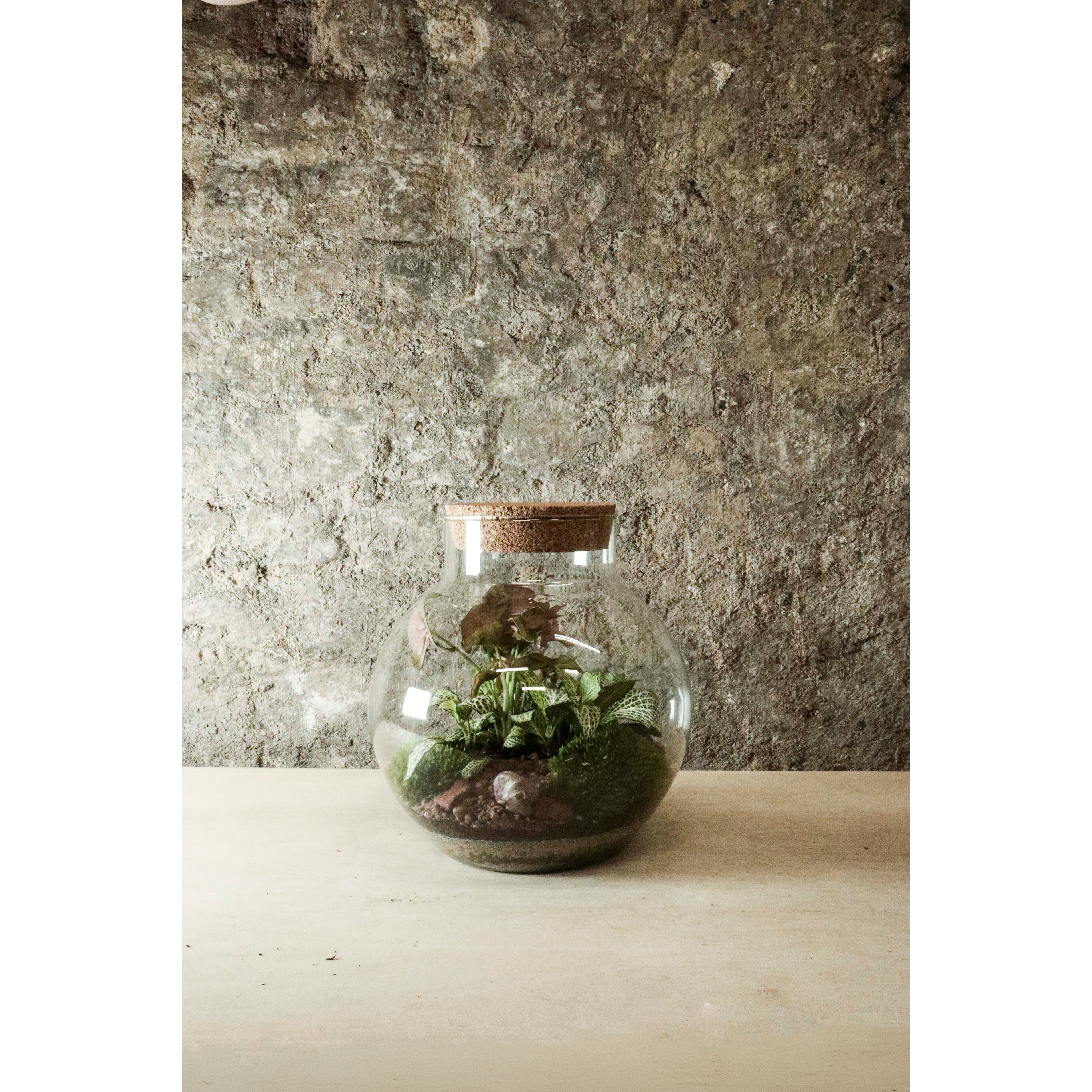 Terrario in vaso ciotola 44x34cm FR40