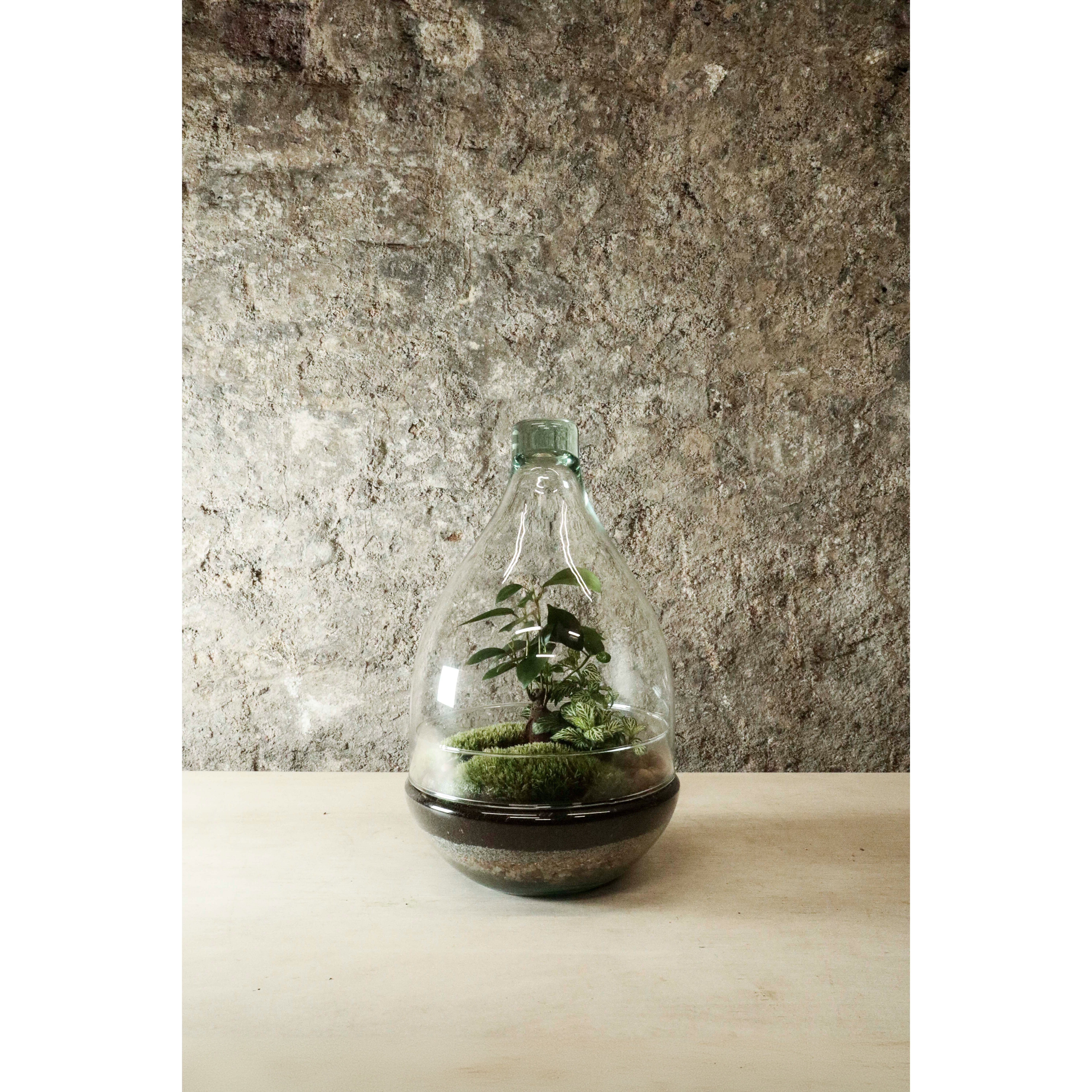 Terrario a goccia - FR41