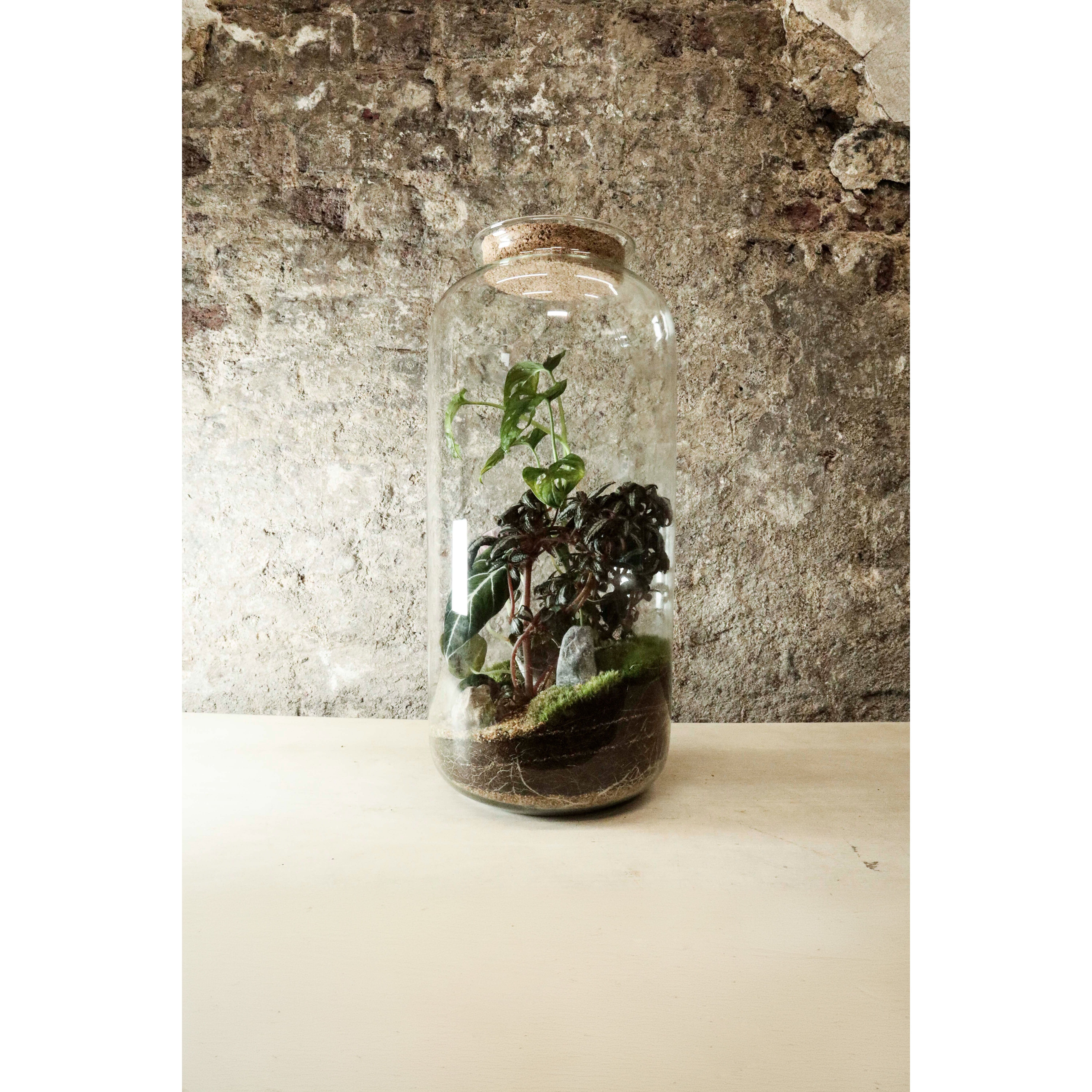 Terrario in barattolo di sughero alto 50x23cm FR42