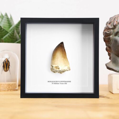XL Mosasaur Tooth Box Frame Real Authentic Jurassic Dinosaur Fossil Museum Quality Natural History Interior Design Home Decor Gift Ornament
