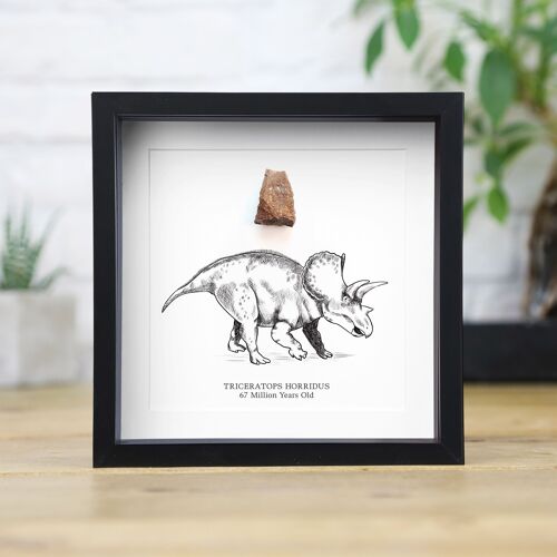 Triceratops Horridus Tooth & Illustration Real Authentic Dinosaur Fossil Museum Quality Box Frame Interior Design Home Decor Gift Ornament