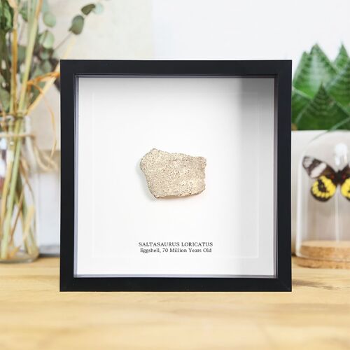 Saltasaurus Egg Shell Real Authentic Dinosaur Fossil Museum Quality Box Frame Natural History Interior Design Home Decor Gift Ornament