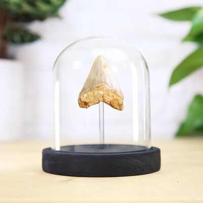 Dent de mégalodon juvénile véritable fossile de dinosaure authentique musée d'histoire naturelle cloche de qualité décoration d'intérieur décoration d'intérieur cadeau ornement