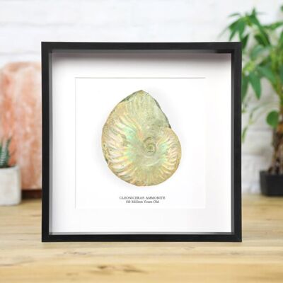 Ammonite Cleoniceras irisée Véritable fossile de dinosaure authentique Musée de qualité Boîte Cadre Histoire naturelle Design d'intérieur Décoration d'intérieur Ornement