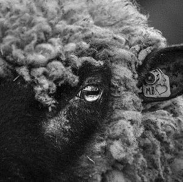 Mountainbike-LP - Too Sorry For Any Sorrow