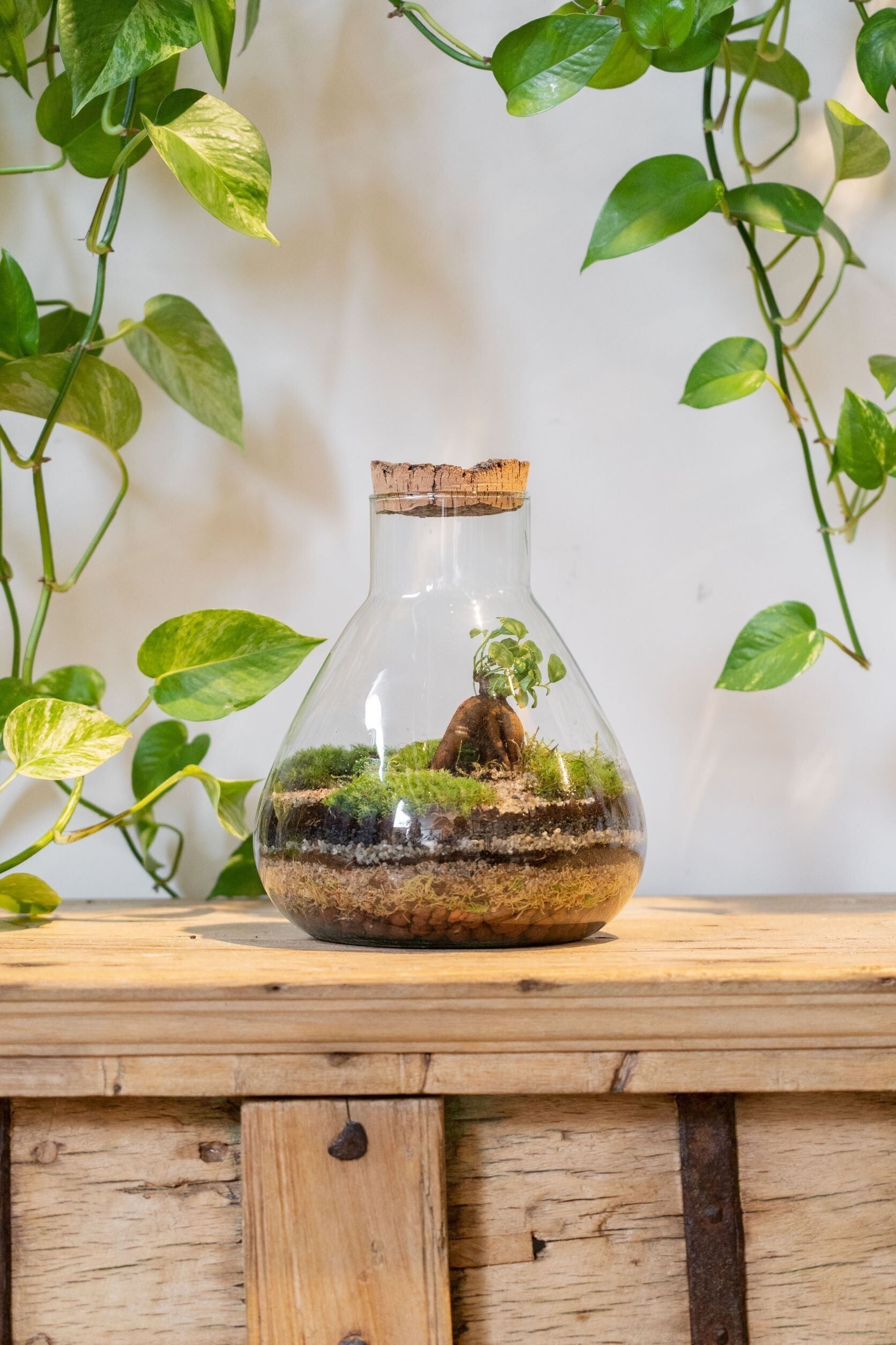 LAB Glas-Terrarium Zen (24cm)