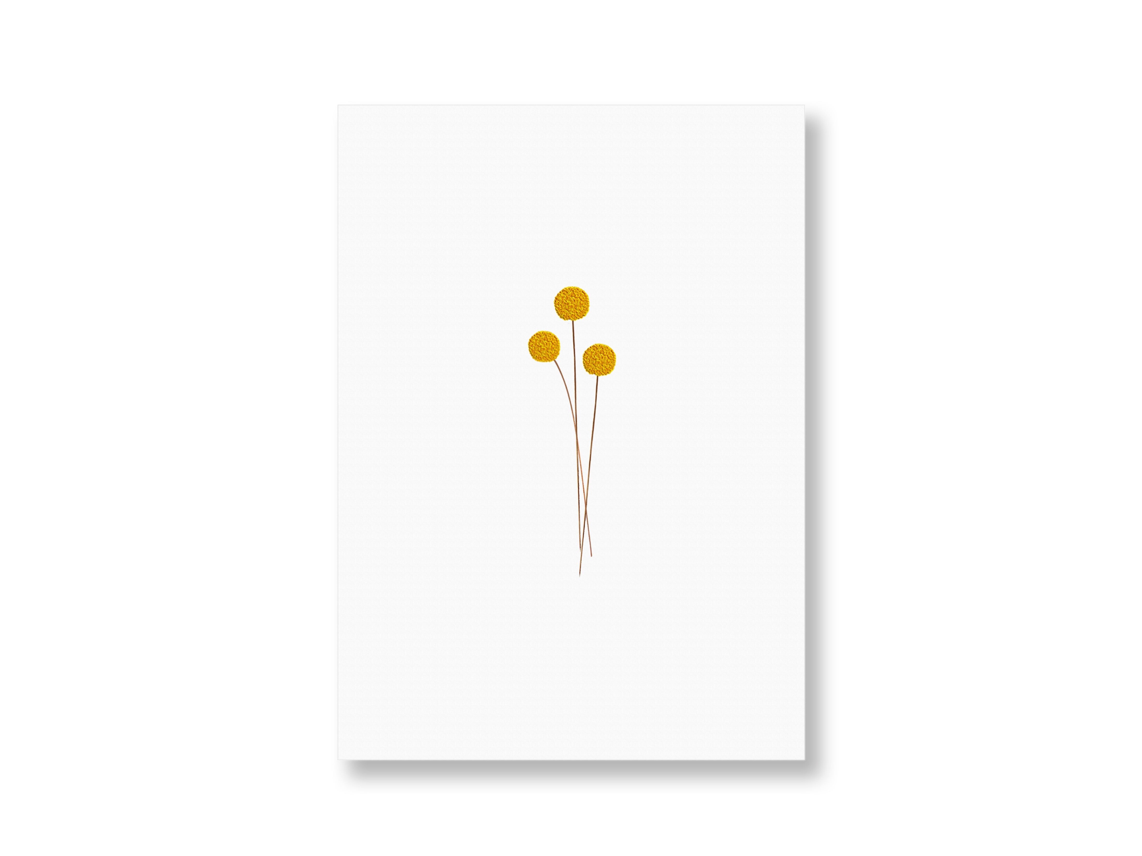 Craspedia | Postkarte