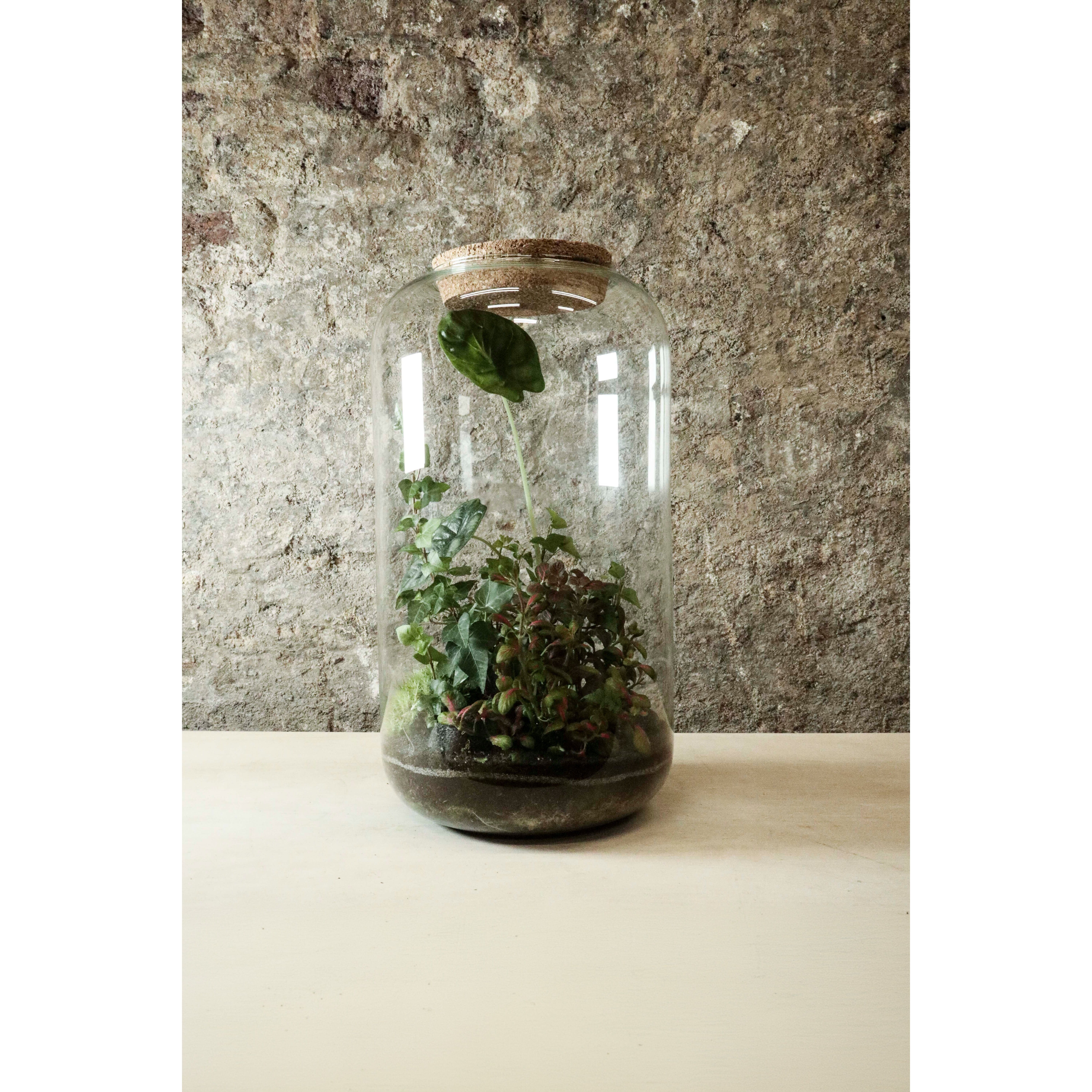Terrarium Contemporain en Pot 40x27cm FR33