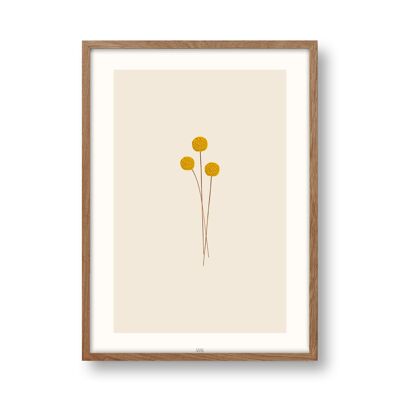 Craspedia art print, poster, print