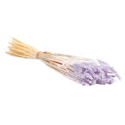 Fiori secchi Tarwe (triticum) Lillà