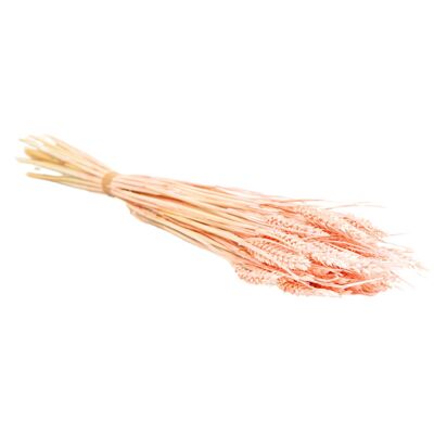 Fiori secchi Tarwe (triticum) Rosa Pastello