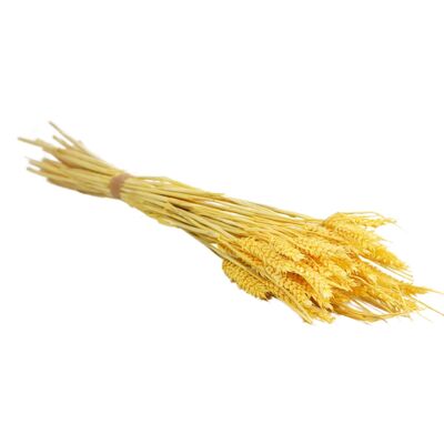 Fiori secchi Tarwe (triticum) Giallo chiaro