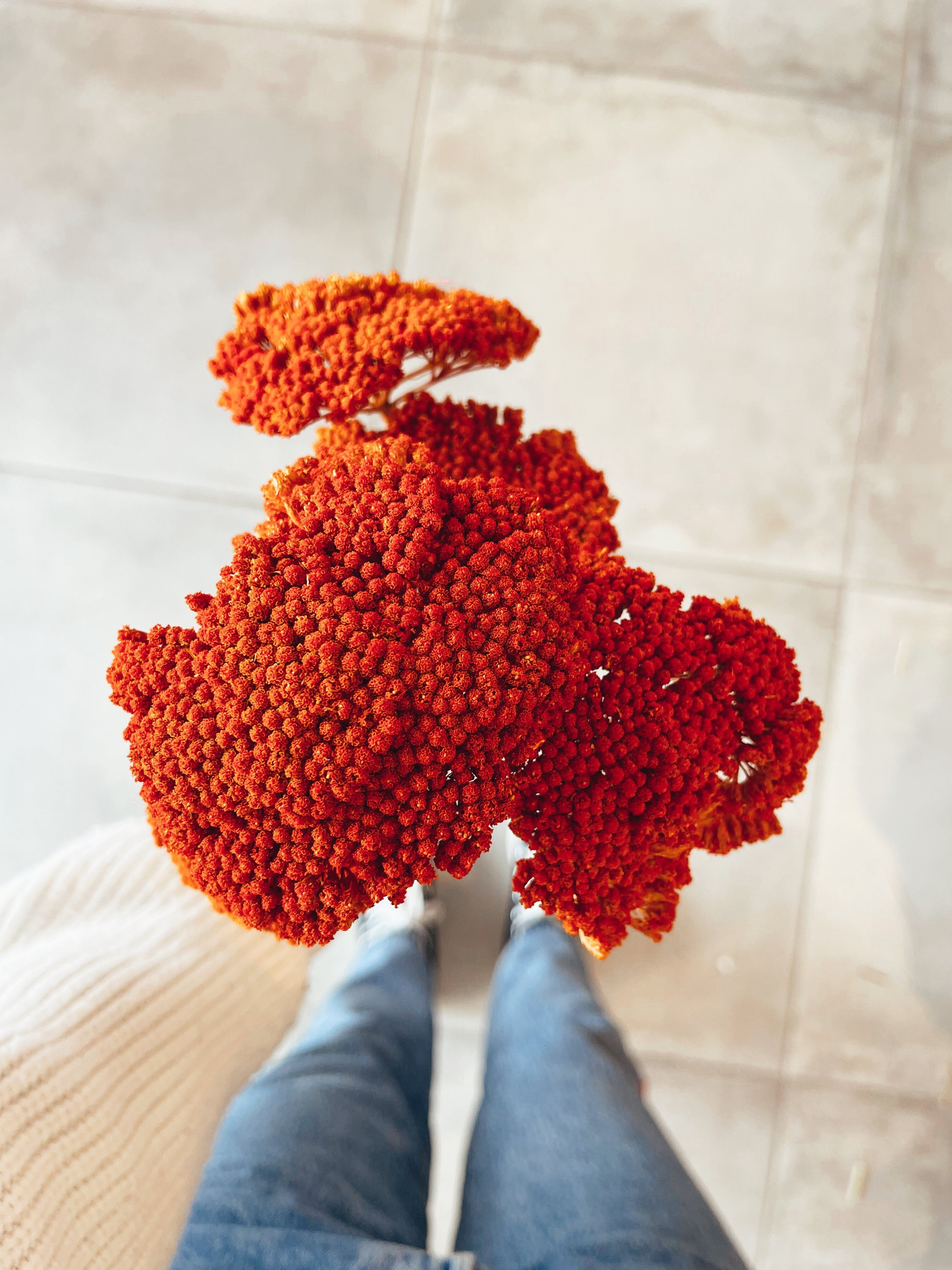 Achillea Parker Fiori rossi secchi