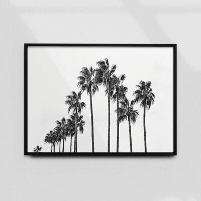 Palms - B&W A3