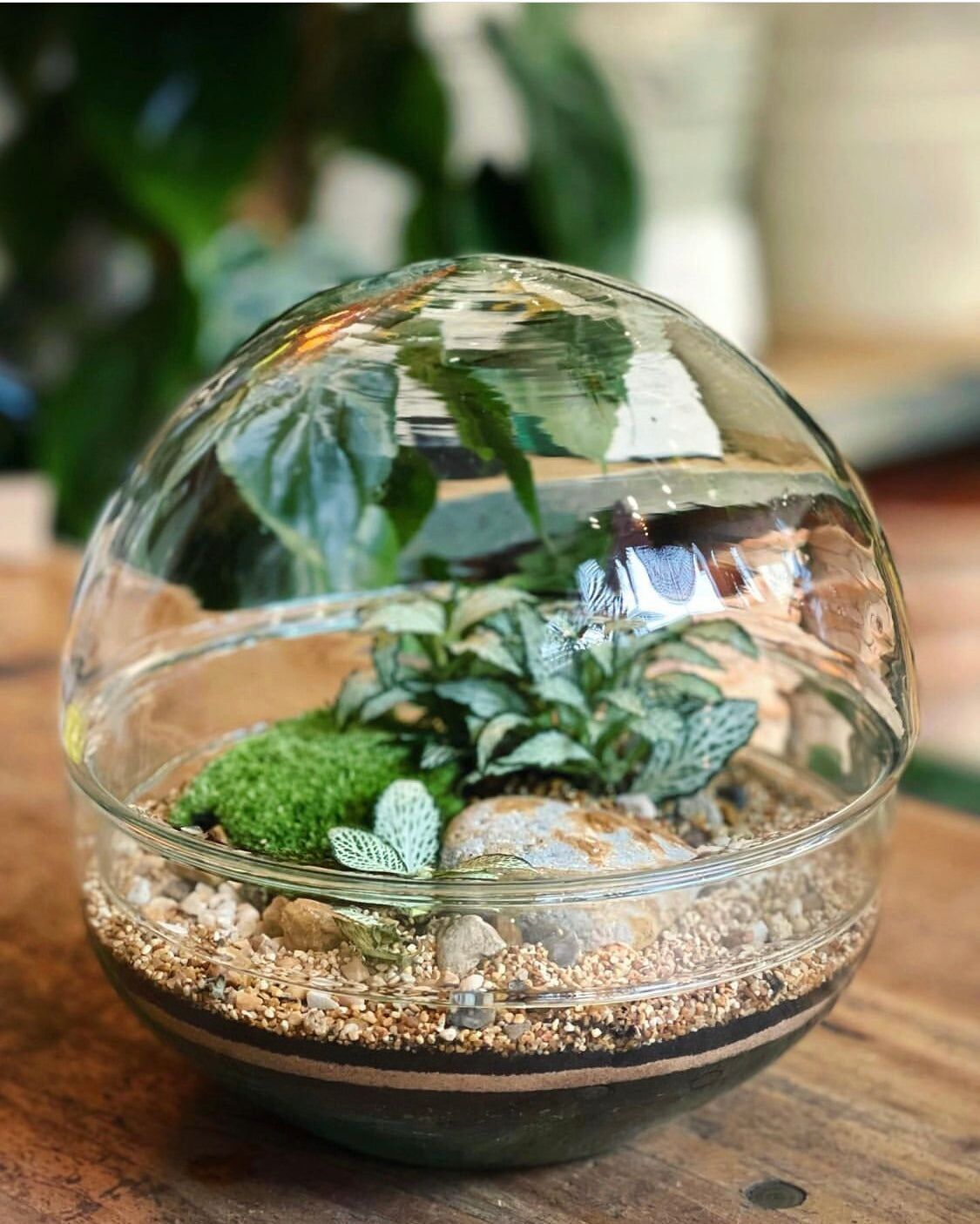 Mise à niveau de classe de terrarium - Globe Terrarium 19.5 cm x 19.5Cm