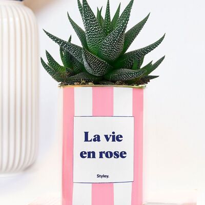 plante grasse - La vie en rose - pot à rayures