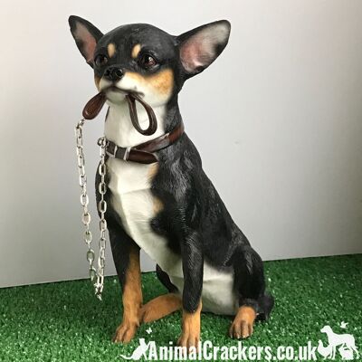 Chihuahua nero e marrone chiaro qualità realistica grande statuina Leonardo da 18 cm. Confezione regalo.