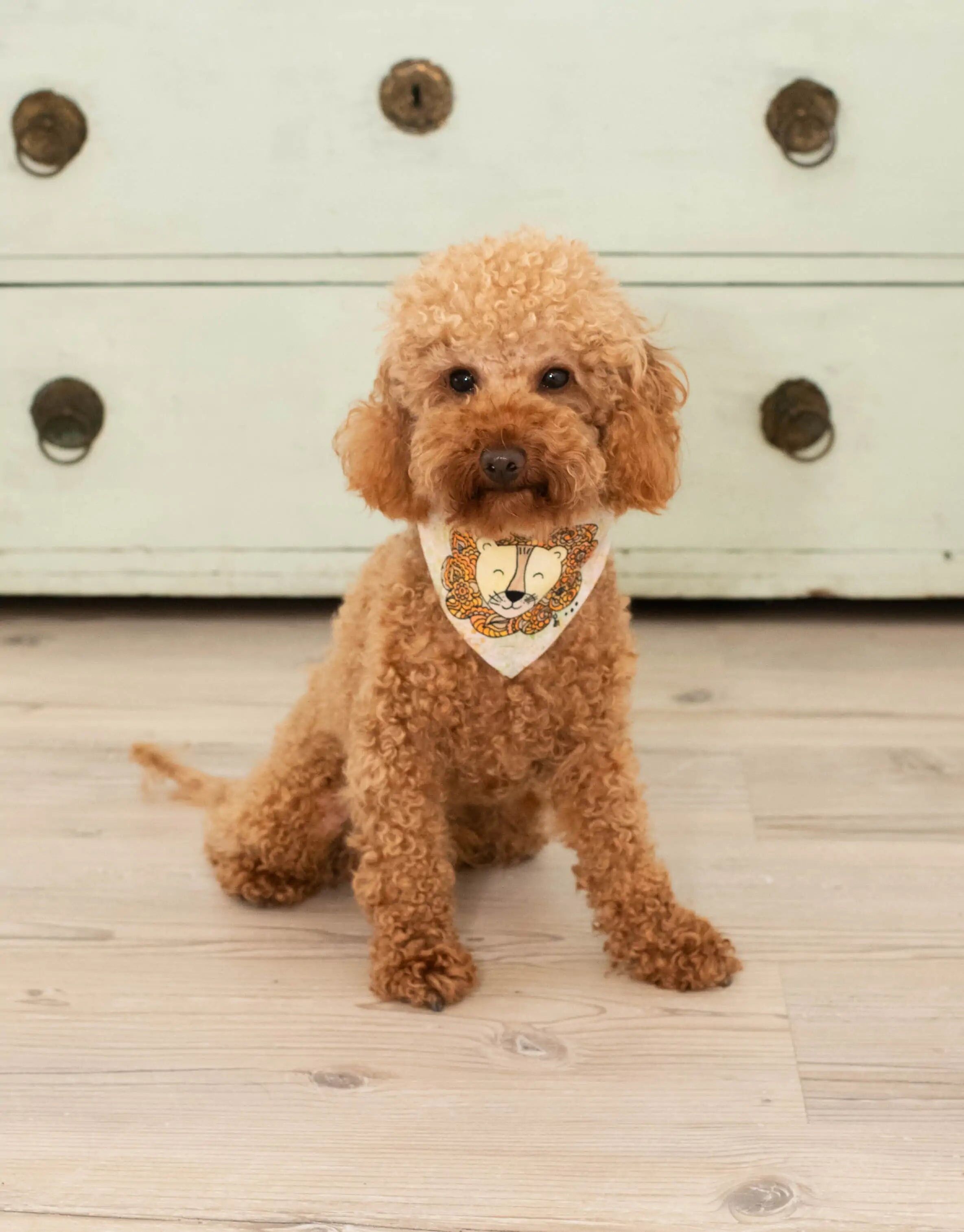 Bandana pour chien « Petit Lion »