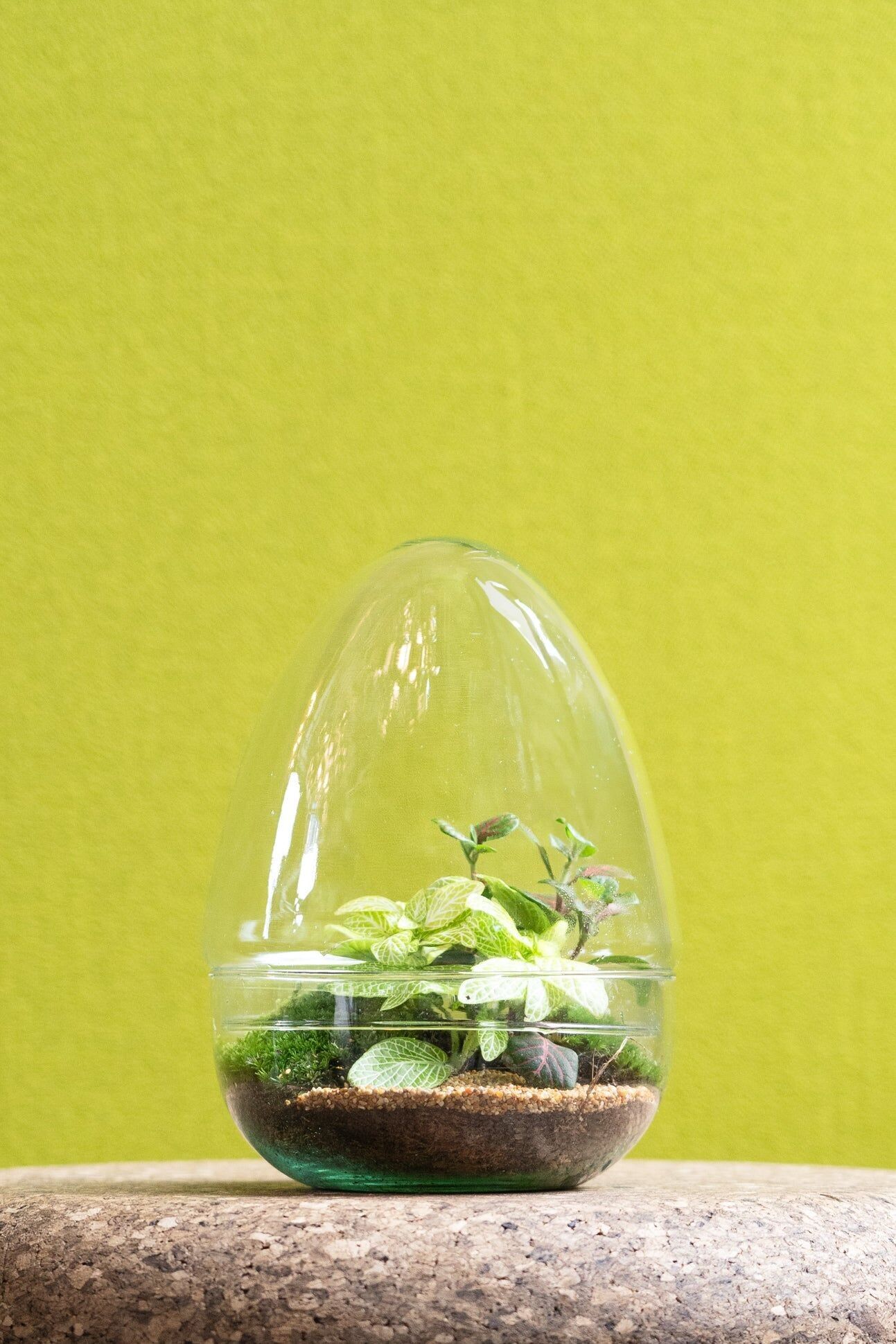 Terrarium en verre pour œuf 20 cm