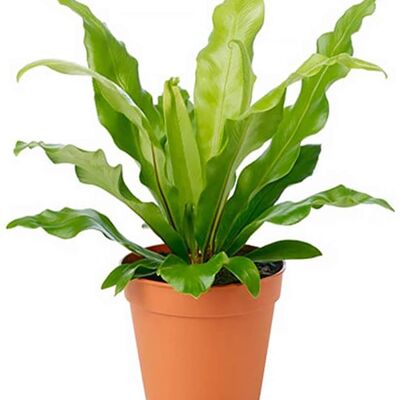 Birds Nest Fern
