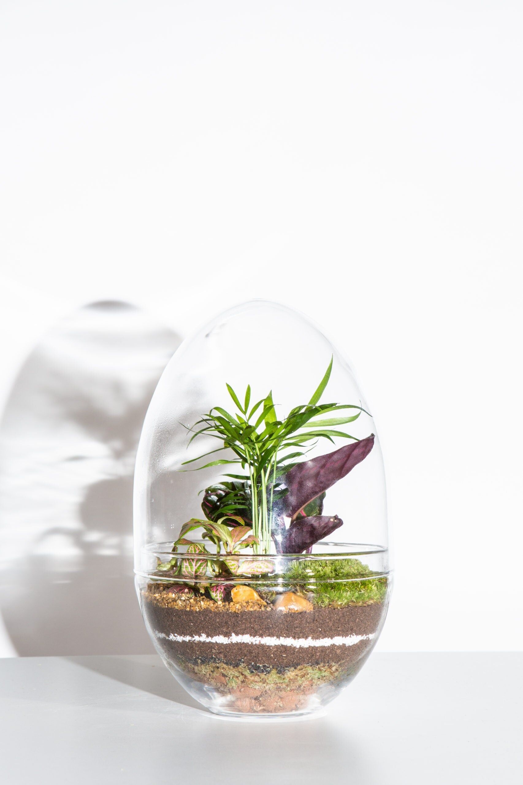 Mise à niveau de la classe Terrarium - Œuf en verre de 20 cm