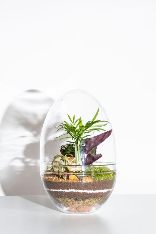 Terrarium Class Upgrade - 20cm Glass Egg