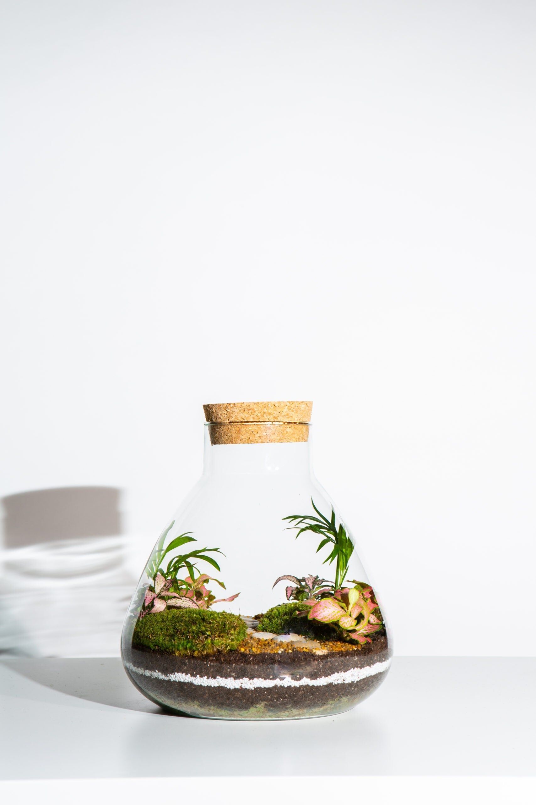 Cours de terrarium - Mise à niveau du bocal de laboratoire