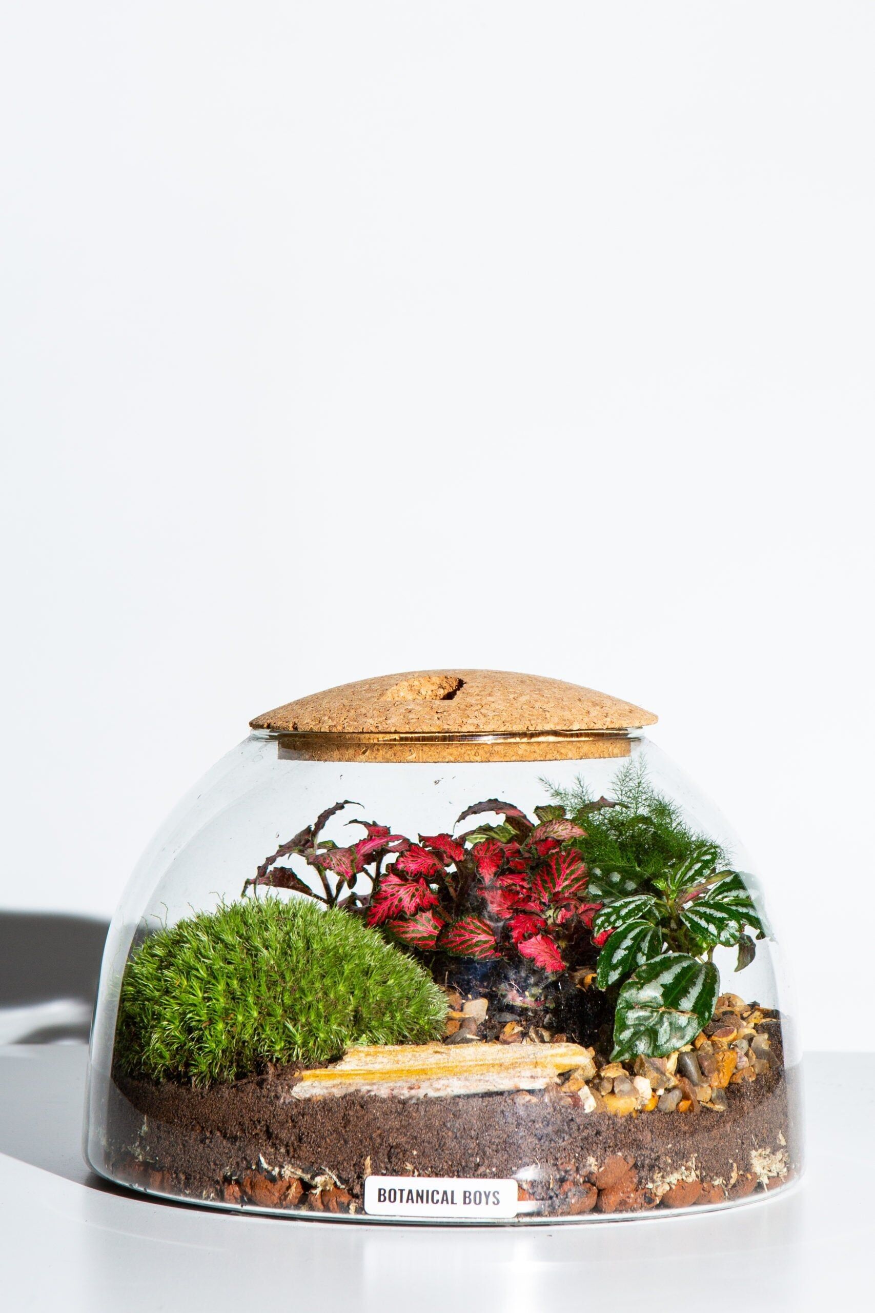 Kit terrario Eden Dome 16.5cm