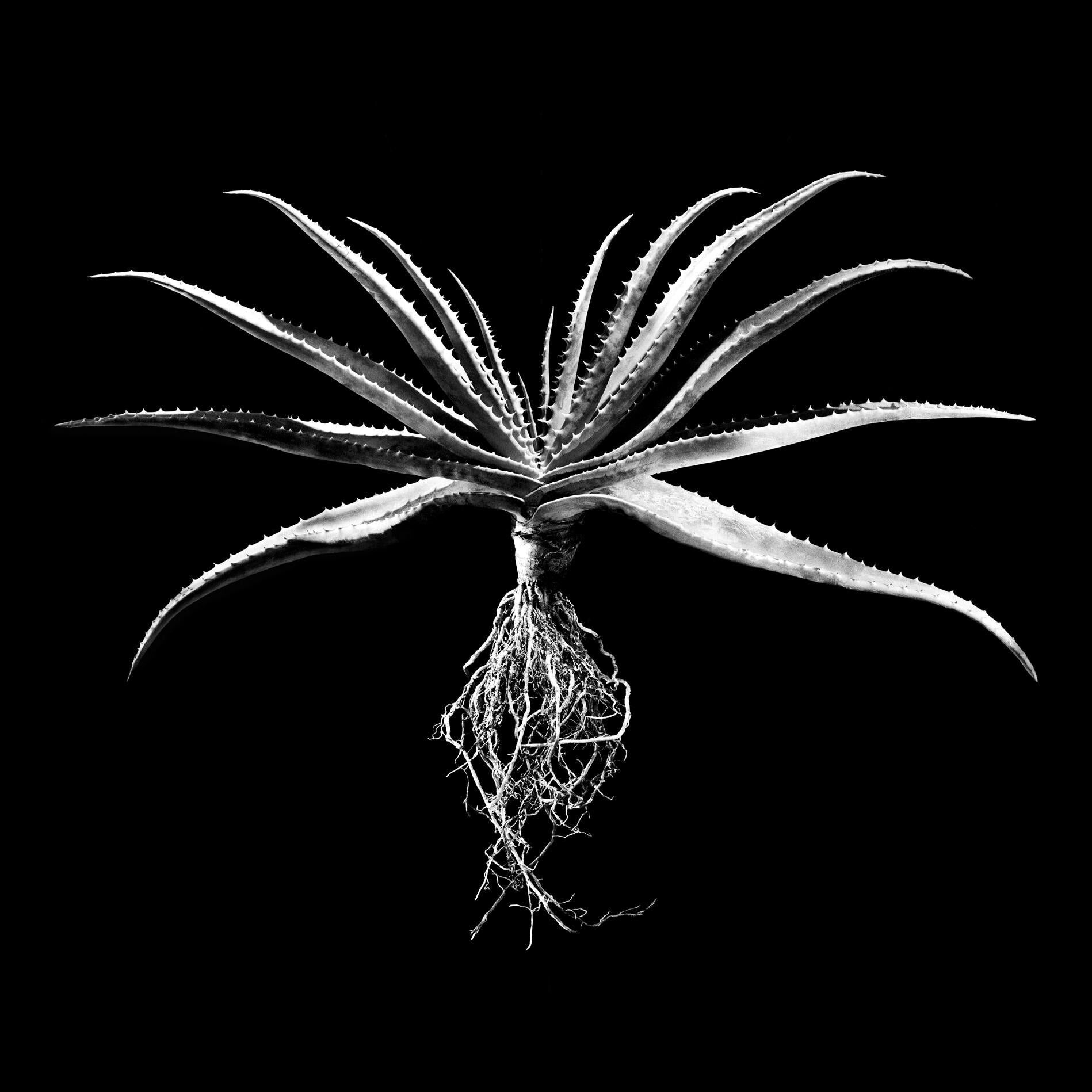 David Ballam - Aloe 01