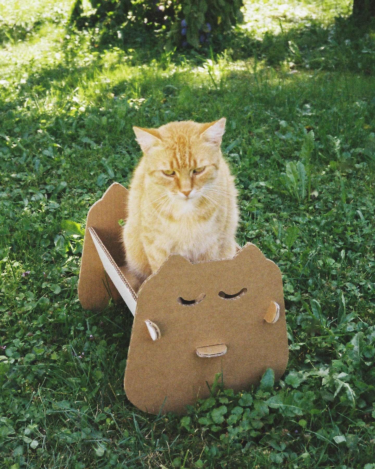 *Gatto Wadle nella culla*