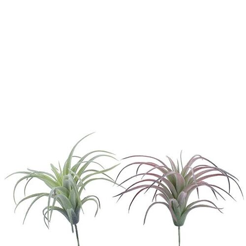 Tillandsia Pick Mali, 2 Farben, L14cm, D14cm, grün/bordeaux