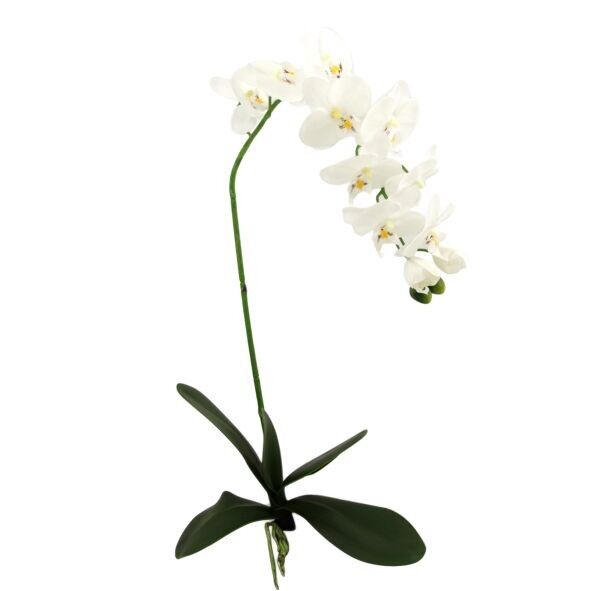 Phalaenopsis Albion, 11 flores, 4 capullos, 5 hojas, L82cm, blanco