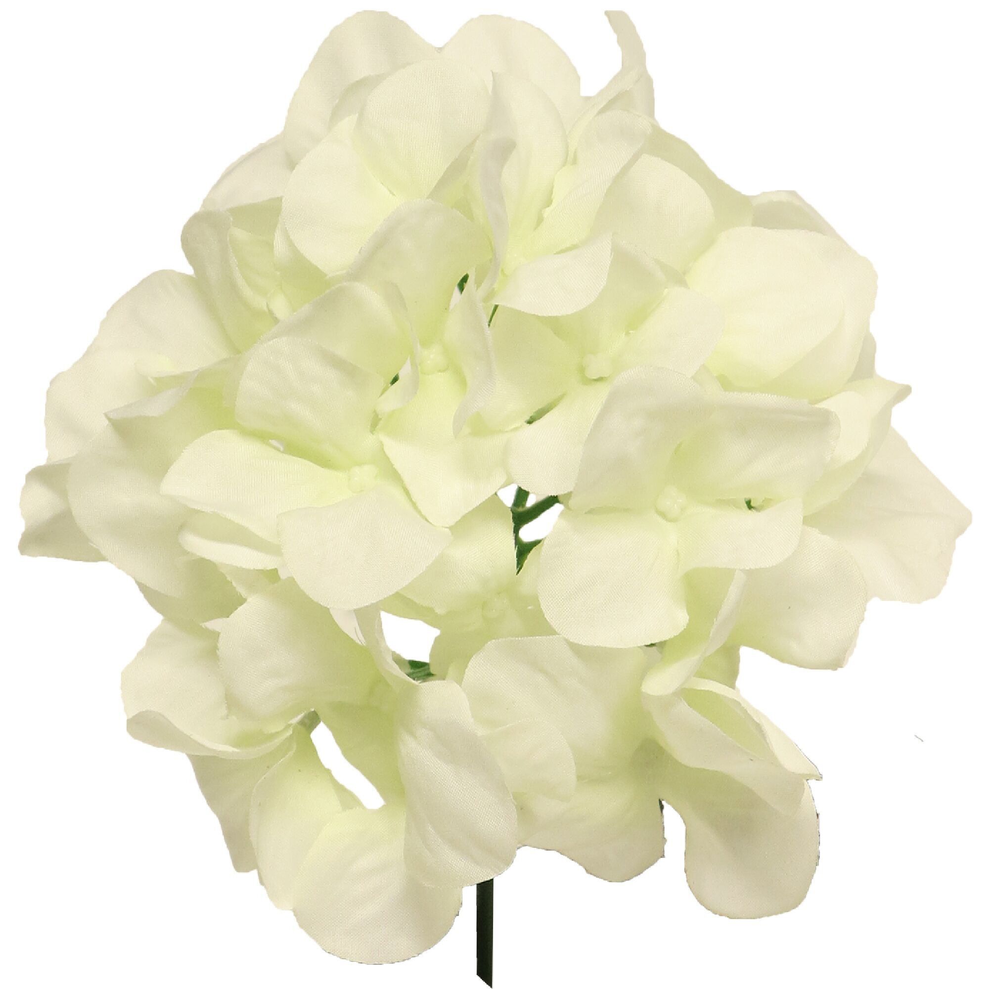 Ortensia Pilar, L27cm, crema